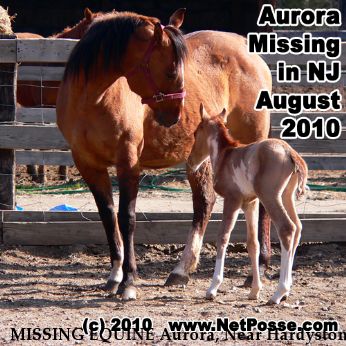 MISSING EQUINE Aurora, Near Hardyston , NJ, 07419